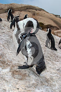 Tučniak tiež známy ako blbec tučniak a tučniak 