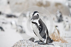 African penguin on the beach