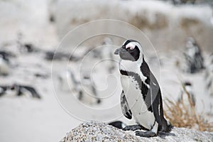 African penguin on the beach