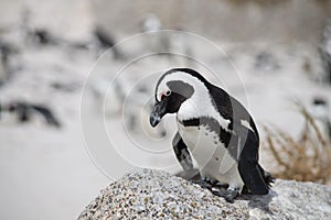 African penguin on the beach