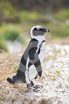 African penguin on the beach