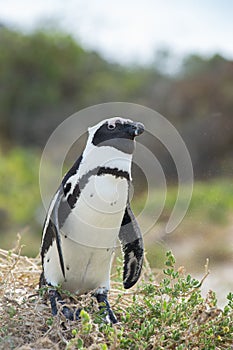 African penguin on the beach