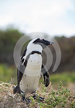 African penguin on the beach