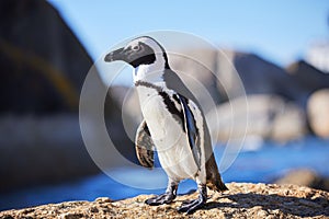 African penguin, beach or nature with environment, summer or landscape with aquatic flightless birds. Seaside, ocean or