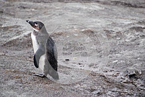 African penguin on a beach in South Africa