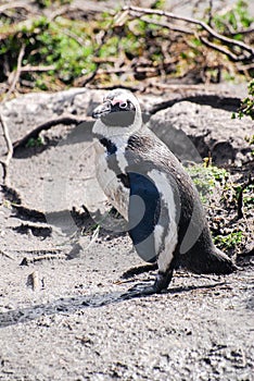 African penguin on a beach in South Africa