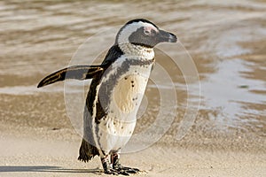 African Penguin