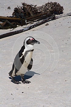Tučniak na pláž 
