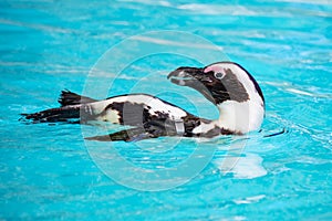 African penguin. Bird and birds. Water world and fauna. Wildlife and zoology