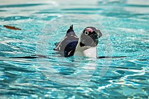 African penguin. Bird and birds. Water world and fauna. Wildlife and zoology