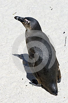 African Penguin at Boulders Be