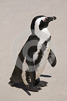 African Penguin on Boulders Beach #1