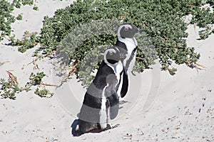African Penguin on Boulders Beach
