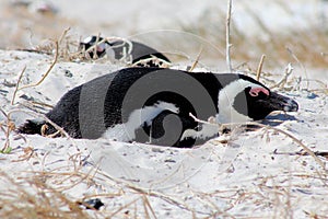 African Penguin on Boulders Beach