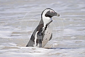 African Penguin on Boulders Beach #3