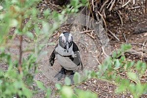 An African Penguin at Boulders Beach, Cape Town, South Africa