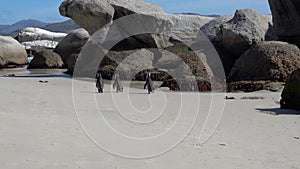 African Penguin at Boulders Beach near Simons Town on the Cape Peninsula