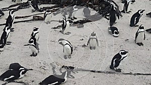 African Penguin at Boulders Beach near Simons Town on the Cape Peninsula