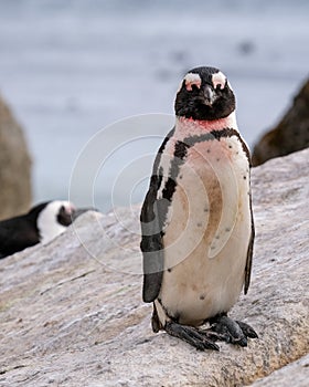 African penguin at Boulders Beach in Simonstown, Cape Town, South Africa.