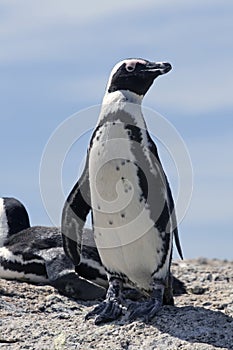African Penguin Boulders Cape Town South Africa