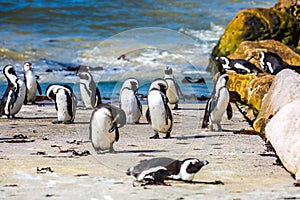 African penguin in Boulders Penguin Colony