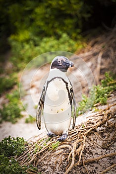 African Penguin Cape Peninsula