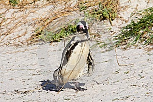 African penguin carrying nesting material