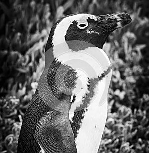 African Penguin Closeup Black and White