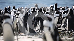 African penguin colony