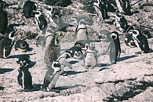 African penguin colony in Betty`s bay, South Africa