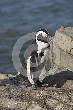 African penguin colony at Betty's Bay Western Cape South Africa