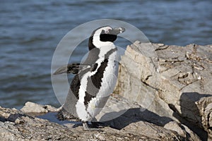 African penguin colony at Betty's Bay Western Cape South Africa