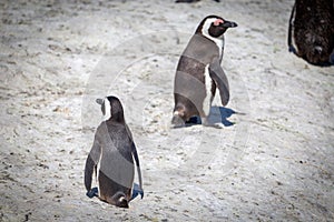 African penguin colony at Boulders beach, South Africa