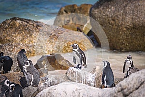 African penguin colony in South Africa