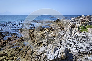 African penguin colony at Stoney Point