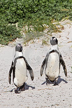 African penguin couple