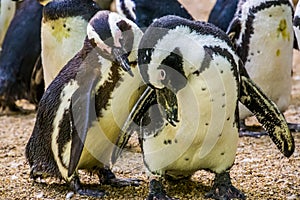 African penguin couple together, flightless birds from Africa, Endangered animal specie