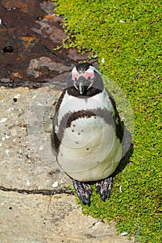 The African penguin is declining rapidly and is classified as endangered
