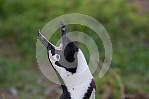 African penguin donkey call