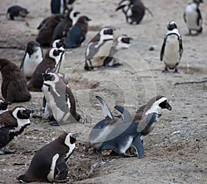 African penguin family: mother feeds her two new born babies chickes. Cape town. South Africa.