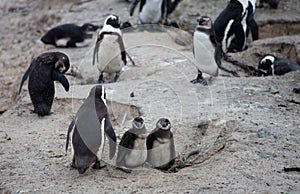 African penguin family: mother with two new born babies chickes. Cape town. South Africa.