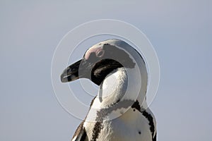 The African penguin. Flightless bird from South Africa