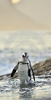 African penguin go ashore from the ocean at evening twilight.