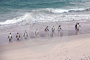 African Penguin Group emerging from the ocean Boulders Beach in Cape Town