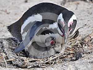 African penguin and its chicks