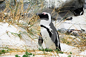 African penguin or penguin at Boulders Beach South Africa