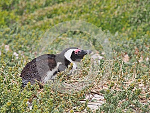 African penguin lying down on the ground