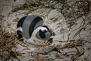 African penguin lying on nest