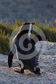 African penguin in morning sun