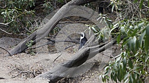 African penguin in the natural environment